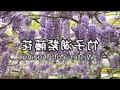 紫藤花 風水